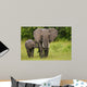 African Elephant Mother and Wall Mural