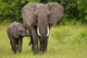 African Elephant Mother and Wall Mural