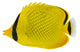 Latticed Butterfly fish. Chaetodon rafflesi Wall Decal