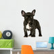 French Bulldog Puppy Wall Decal