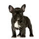 French Bulldog Puppy Wall Decal