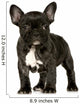 French Bulldog Puppy Wall Decal