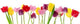 Row Spring Tulip Wall Decal