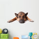 German Shephard Dog Laying Wall Decal