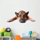 German Shephard Dog Laying Wall Decal