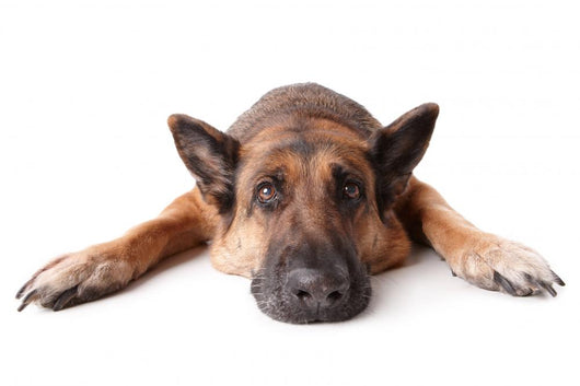 German Shephard Dog Laying Wall Decal