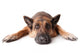 German Shephard Dog Laying Wall Decal