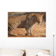 Nkosi King Oc Cats Wall Mural
