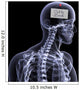 skeleton x-ray - out to lunch Wall Mural