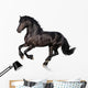 Black Horse Isolated on White Wall Decal