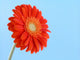 Pretty in Orange Wall Mural