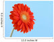 Pretty in Orange Wall Mural