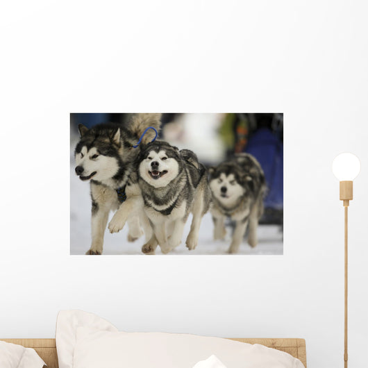 Sled Dog Race