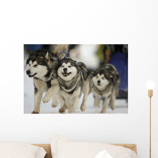Sled Dog Race