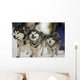 Sled Dog Race