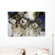 Sled Dog Race