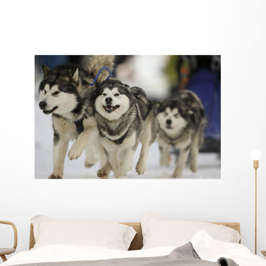 Sled Dog Race