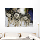 Sled Dog Race