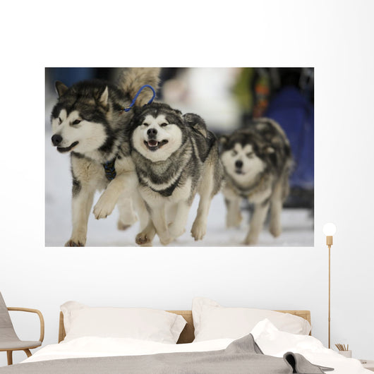 Sled Dog Race