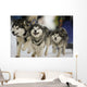Sled Dog Race