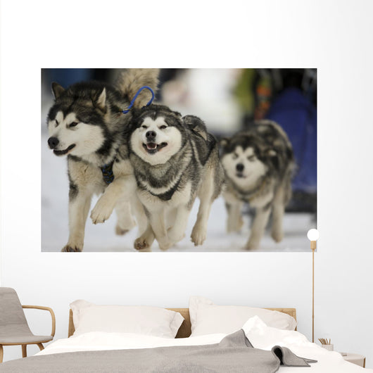 Sled Dog Race