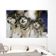 Sled Dog Race