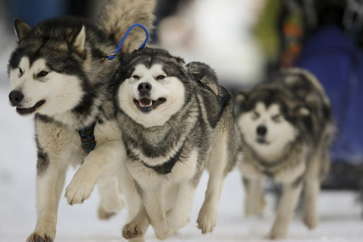 Sled Dog Race