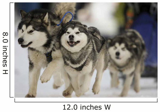 Sled Dog Race