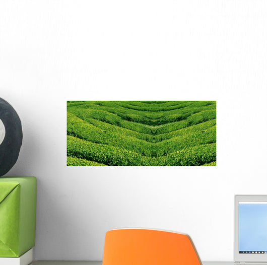 Green tea, korea. Wall Mural
