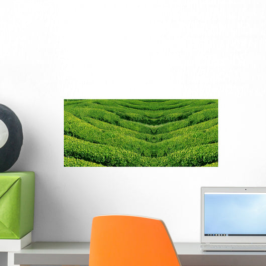 Green tea, korea. Wall Mural