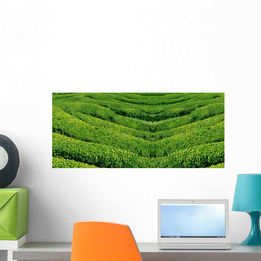 Green tea, korea. Wall Mural