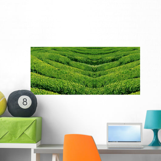 Green tea, korea. Wall Mural