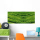 Green tea, korea. Wall Mural
