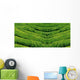 Green tea, korea. Wall Mural