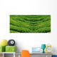 Green tea, korea. Wall Mural