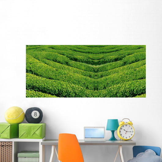 Green tea, korea. Wall Mural