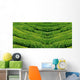 Green tea, korea. Wall Mural