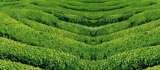 Green tea, korea. Wall Mural