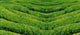 Green tea, korea. Wall Mural
