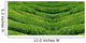 Green tea, korea. Wall Mural