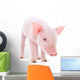 Pig Wall Decal