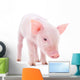 Pig Wall Decal