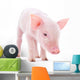 Pig Wall Decal