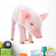 Pig Wall Decal
