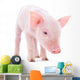 Pig Wall Decal