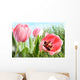 Colorful Spring Tulips Tall