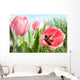 Colorful Spring Tulips Tall