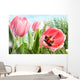Colorful Spring Tulips Tall