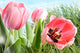 Colorful Spring Tulips Tall
