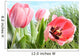 Colorful Spring Tulips Tall
